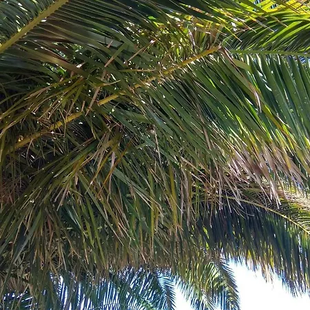 Finca Isora